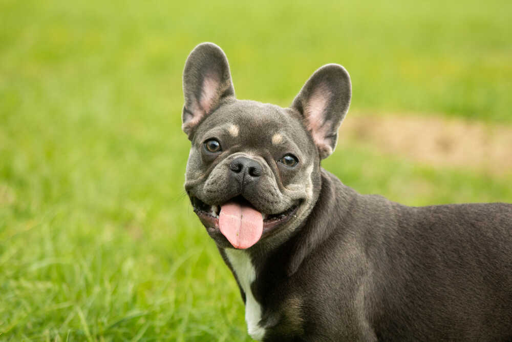 Police Searching For Suspects That Stole French Bulldogs | Republican ...