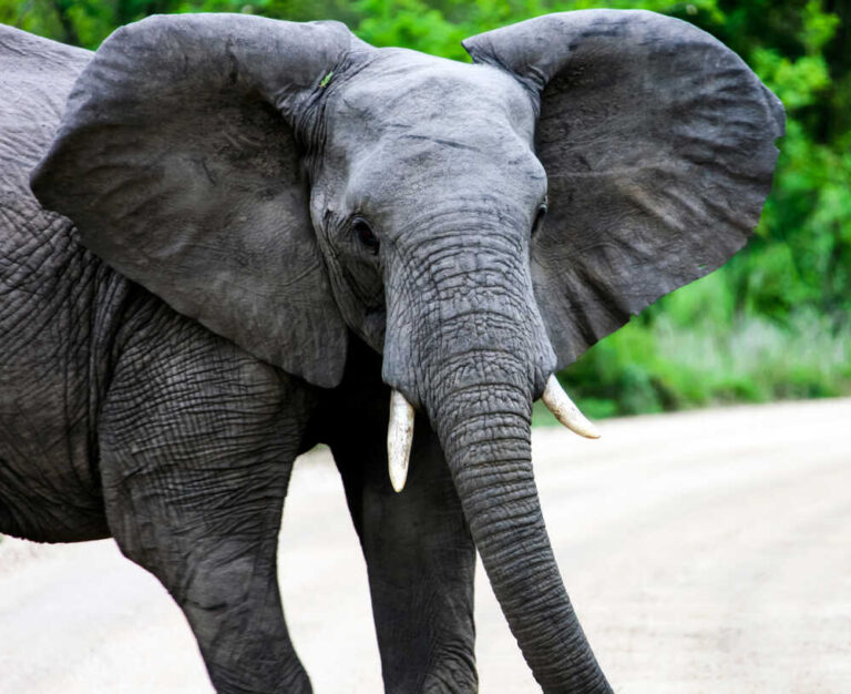 Another American Tourist Killed In Elephant Attack In Zambia 