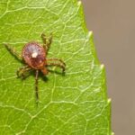 First Documented Death From Tick-Borne Meat Allergy
