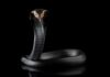 A black cobra with its hood expanded, poised against a black background