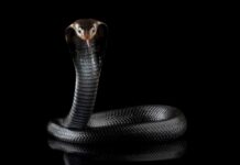 A black cobra with its hood expanded, poised against a black background
