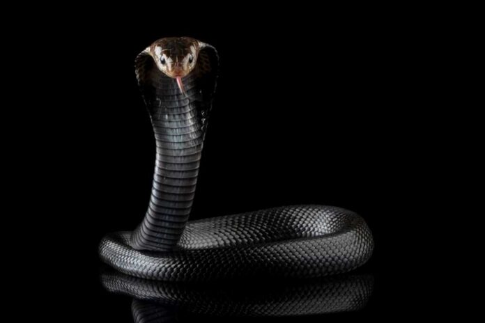A black cobra with its hood expanded, poised against a black background