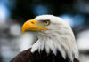 Texas Man’s Eagle Shooting Erupts Into Legal Battle Bald eagle with yellow beak and sharp eyes