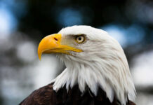 Bald eagle with yellow beak and sharp eyes