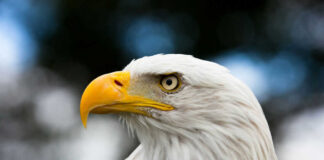 Bald eagle with yellow beak and sharp eyes