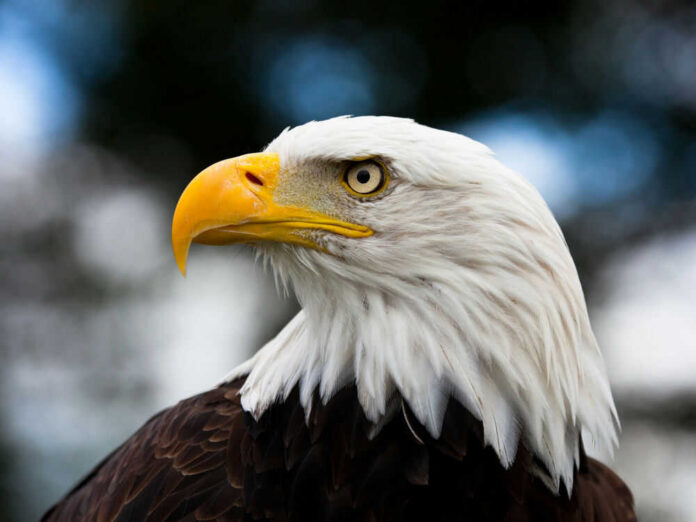 Bald eagle with yellow beak and sharp eyes