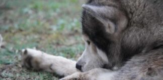 Gray dog on a leash standing on grass