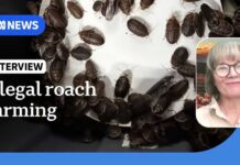 100,000 exotic cockroaches seized from alleged Bathurst breeder | ABC NEWS