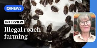 100,000 exotic cockroaches seized from alleged Bathurst breeder | ABC NEWS