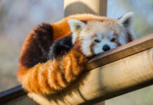 Red panda resting on wooden beam.