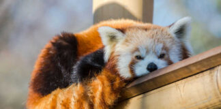 Red panda resting on wooden beam.