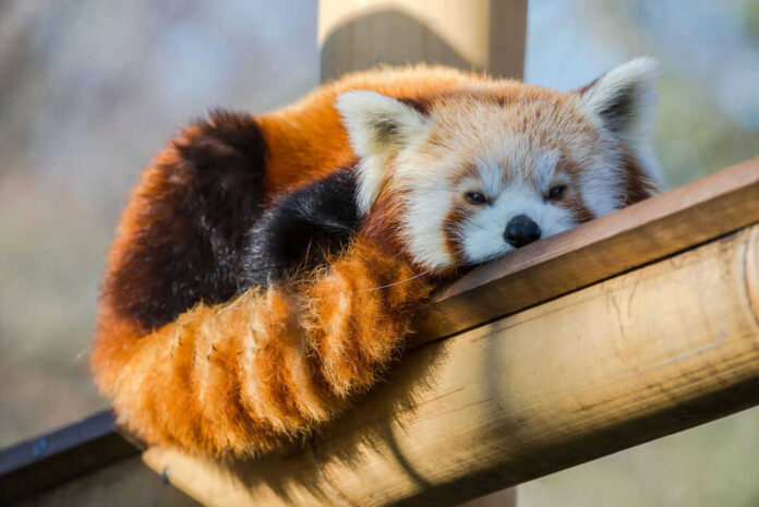 Red panda resting on wooden beam.