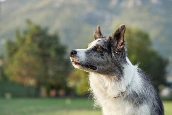 An,Attentive,Border,Collie,Dog,Stands,In,A,Scenic,Park,