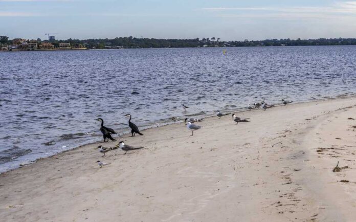 Seabirds,On,Sandy,Beach,Beside,Swan,River,In,Matilda,Bay Healthcare worker holding a swab and sample tube