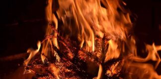 Dry pine branches burning in bright orange flames