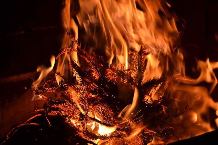 shutterstock_1035622813 Dry pine branches burning in bright orange flames